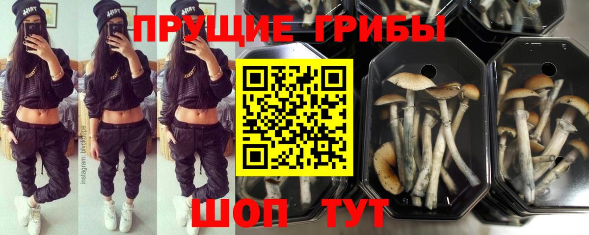 Псилоцибиновые грибы Psilocybine cubensis Беслан
